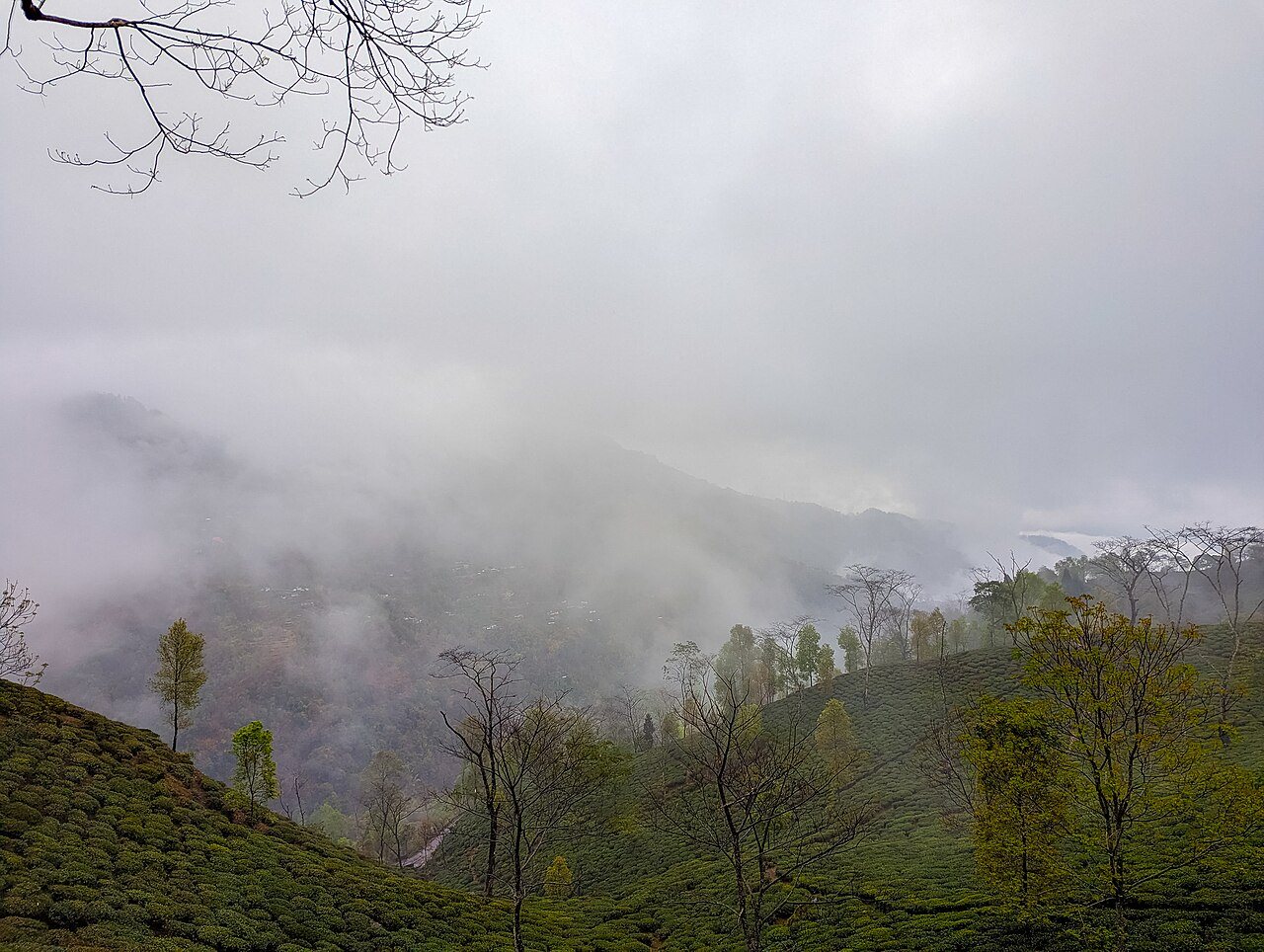 A tea garden on a hillside at Namring, Darjeeling, with mist covering the hills behind